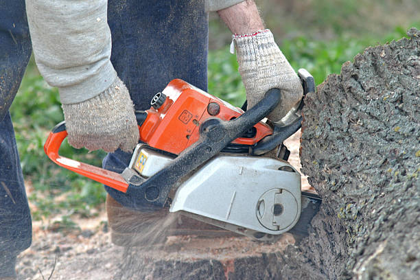 Reliable South Whittier, CA Tree Removal Services Solutions